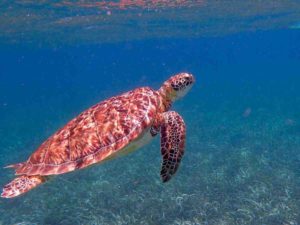 A sea turtle in the waters of Belize