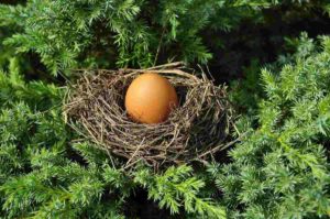 A singular egg in a nest