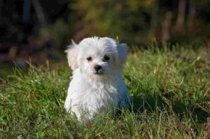 A Maltese puppy on grass